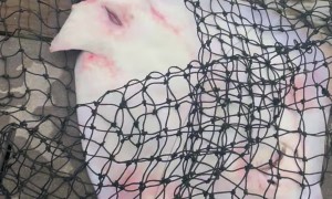 Stingray Gives Birth While Caught in Net