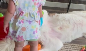 Saint Bernard Unphased by Sister's Shenanigans