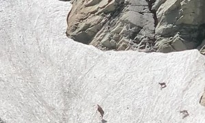 Chamois Play Freely In Mountainous Snow