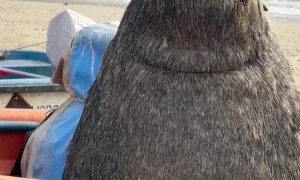Blind Sea Lion Charms Local Fishers