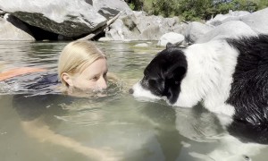 Border Collie Making Bubbles With His Owner
