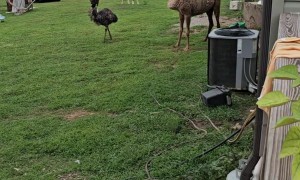Camel Plays With Dog Kennel, Gets Head Stuck