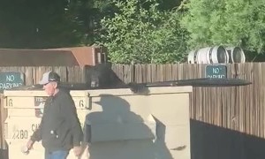 Dumpster Bear Goes Unnoticed