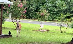 Deer Prances In Fresh Rain