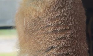 Loraine the Prairie Dog Loves Her Back Scratches