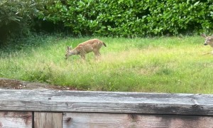 Tuxedo Cat Welcomes Guests to His Yard