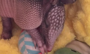 Willie Nelson the Baby Armadillo