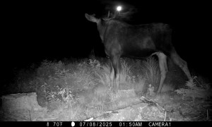 Moose Stops to Gaze at the Moon