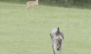 Red Light Green Light Dog and Deer Edition