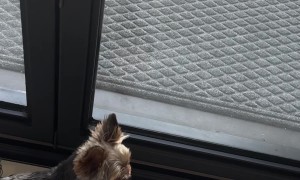 Dog Protect Home from Deliveries