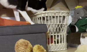 Simba Tidies Up Before Going To Bed