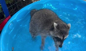 Summer Water Hose Fun With Young Raccoon