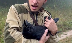 Raven Yawns With Contentment