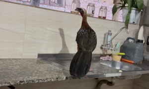 Guan in the Kitchen Eating Banana