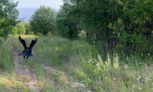 Raven Finds Cash for Owner