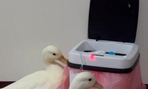 Ducks Play With Sensor-Activated Trash Can