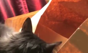 Cat Gets Stuck on a Bag and Tumbles