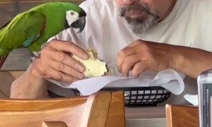 Man Shares Lunch With Macaw