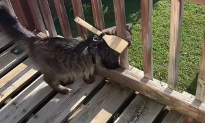 Operation Keep Cat on Balcony