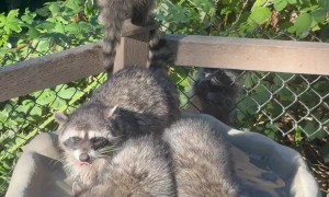 Thirsty Raccoon Mama and Her Four Babies