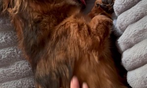 Old Dachshund Struggles to Wake Up