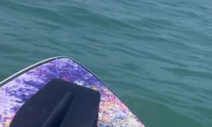 Curious Crab Investigates Dropped Phone