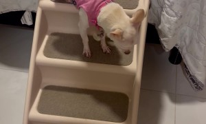 Chihuahua Climbs Stairs In Style