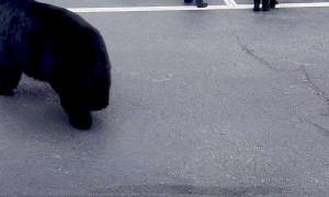 Bear Sighting During a Conference Call