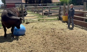 Playing Ball With a Cow
