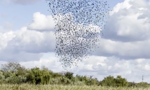 Starling Murmuration Over Autumn River