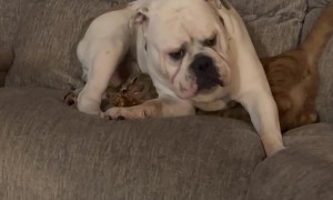 Bulldog Cuddles Bewildered Cat