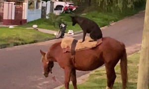 Black Dog Sits On Grazing Mare