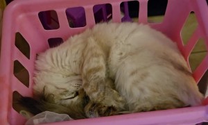 Kitten Falls Asleep in Tiny Toy Shopping Cart