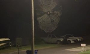 Spider Owns the Neighborhood