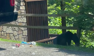 Truck Bed Holds Feast For Hungry Black Bears