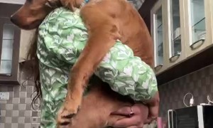 Lullaby for a Golden Retriever Puppy