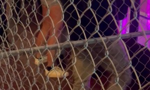 San Diego Gaslamp District Street Fight Topples Strangers