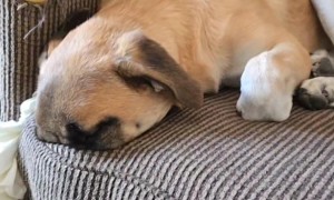 Entire Face Inside Couch Cushion
