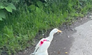 Pet Indian Runner Duck