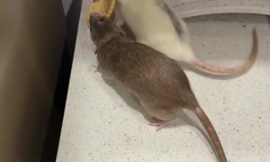 Pet Rats Can't Share Snack