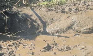 Pigs Delight In Warm Mud Bath