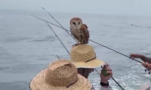 Barn Owl Rests on Sea-Goer's Straw Hat