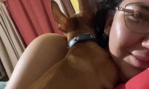 Chihuahua's Love to Sleep on Their Owners' Neck