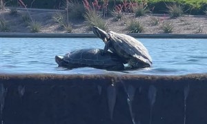 Turtle Couple Grow Family On Scenic Fountain