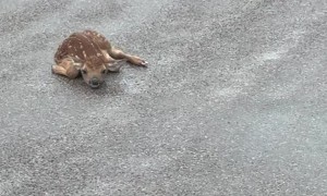 Fawn Takes First Steps in the Rain