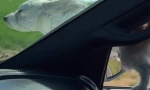 Dog Dangerously Hangs Out Car Window