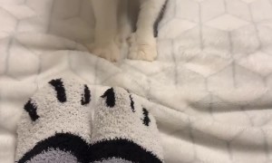 Fake Paws vs. Real Paws