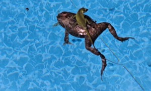 Lizard Surfing on a Toad Float