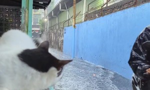 Masked Cat Watches Flooded Street
