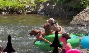 Two Pups Float Down the Chattahoochee